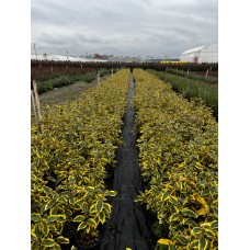 Elaeagus ebbingei gilt edge (Süs İğdesi) Elaeagus ebbingei gilt edge (Süs İğdesi)