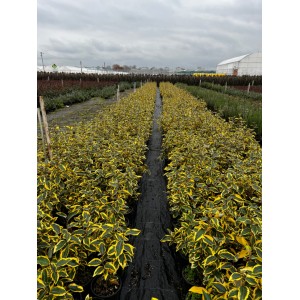 Elaeagus ebbingei gilt edge (Süs İğdesi)