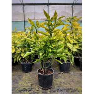 Aucuba japonica crotonifolia (lekeli Japon Defnesi) Aucuba japonica crotonifolia (lekeli Japon Defnesi)