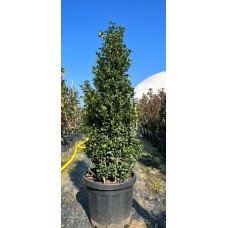 Ilex crenata carolin upright pyramid

