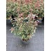 Photinia freseri compacta robusta
