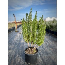 Rosmarin officinalis clt:5  (Biberiye) Rosmarin officinalis clt:5  (Biberiye)