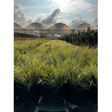 Carex evergold
