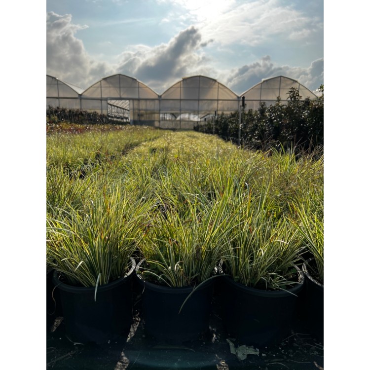 Carex evergold
