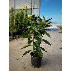 Acuba japonica (Japon Defnesi)