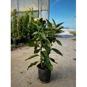 Acuba japonica (Japon Defnesi) Acuba japonica (Japon Defnesi)