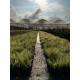 Carex evergold
