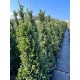 Ilex crenata carolin upright pyramid
