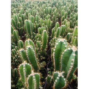 Cereus Peruvianus Florida
 Cereus Peruvianus Florida