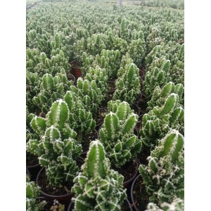 Cereus Peruvianus Florida
 Cereus Peruvianus Florida