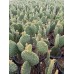 Tavşan Kulağı (Opuntia Microdasys) 9 Luk Saksıda
