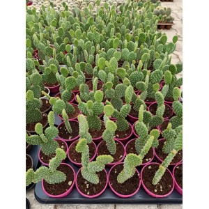 Tavşan Kulağı (Opuntia Microdasys) 9 Luk Saksıda
 Tavşan Kulağı (Opuntia Microdasys) 9 Luk Saksıda