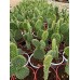 Tavşan Kulağı (Opuntia Microdasys) 9 Luk Saksıda
