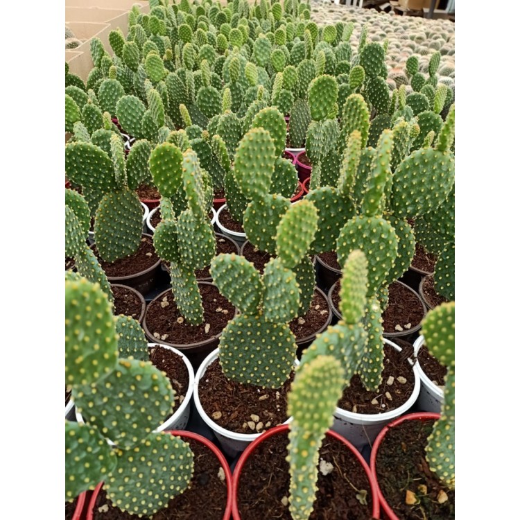 Tavşan Kulağı (Opuntia Microdasys) 9 Luk Saksıda
