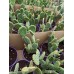 Tavşan Kulağı (Opuntia Microdasys) 9 Luk Saksıda
