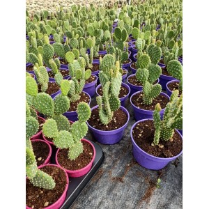 Tavşan Kulağı (Opuntia Microdasys) 9 Luk Saksıda
 Tavşan Kulağı (Opuntia Microdasys) 9 Luk Saksıda