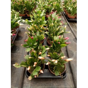 Yılbaşı Çiçeği ( Schlumbergera )
 Yılbaşı Çiçeği ( Schlumbergera )