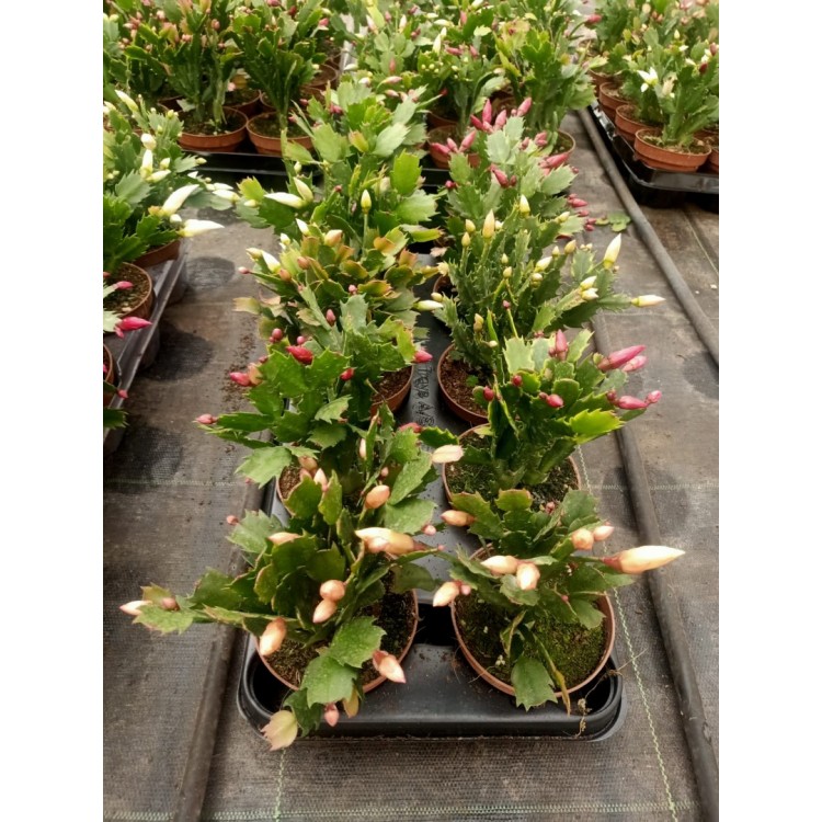 Yılbaşı Çiçeği ( Schlumbergera )
