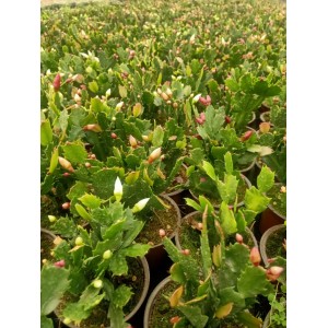 Yılbaşı Çiçeği ( Schlumbergera )
 Yılbaşı Çiçeği ( Schlumbergera )