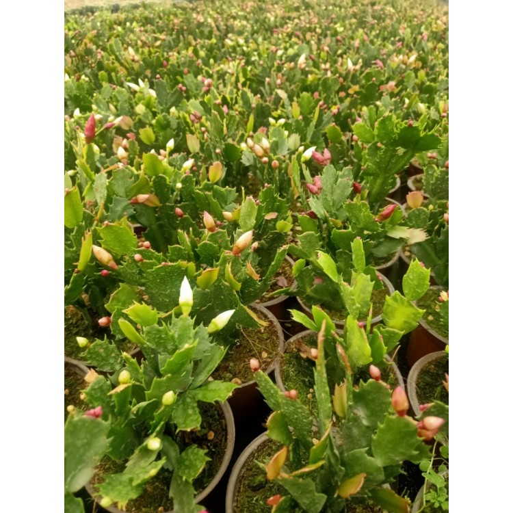 Yılbaşı Çiçeği ( Schlumbergera )
