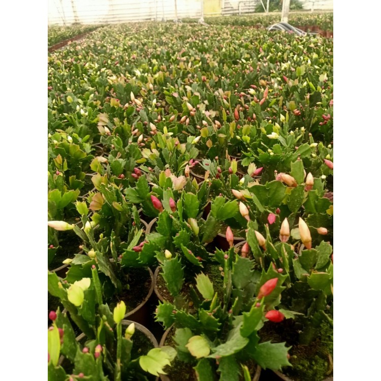 Yılbaşı Çiçeği ( Schlumbergera )
